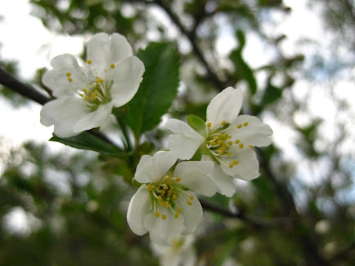 heartcore-toukokuuta-2009